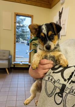 Rescue Chihuahua and Australian Cattle Dog Blue Heeler Dogs for Adoption in Winter, Wisconsin - Athos | PetCurious