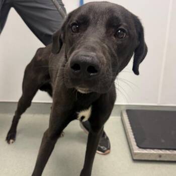 Mister Moose -  Labrador Retriever and Mixed Breed Dog for Adoption in Abilene, Texas - Mister Moose | PetCurious