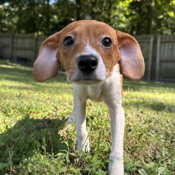Megan -  Chihuahua and Jack Russell Terrier Dog for Adoption in Richmond, Virginia - Megan | PetCurious