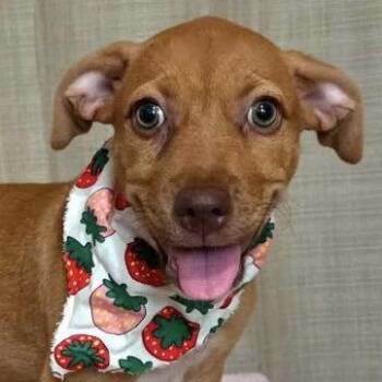 Kira -  Labrador Retriever Dog for Adoption in Jefferson, New Jersey - Kira | PetCurious