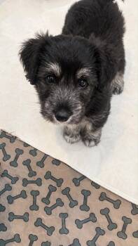 Ricky -  Australian Shepherd and Terrier Dog for Adoption in Valparaiso, Indiana - Ricky | PetCurious