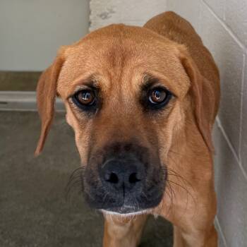 Rescue Hound and Black Mouth Cur Dogs for Adoption in Jacksonville, Arkansas - Bella | PetCurious