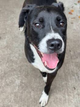 Cobbler -  Pit Bull Terrier Dog for Adoption in Chicago, Illinois - Cobbler | PetCurious