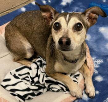 Chihuahua and Dachshund Dogs Available for Adoption - Luna | PetCurious