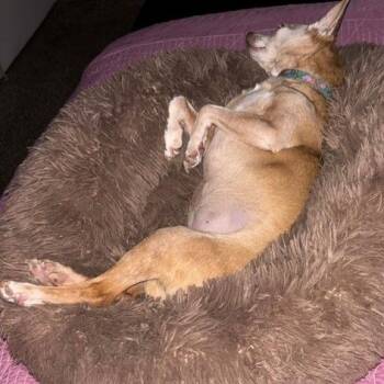 Jasmine -  Chihuahua Dog for Adoption in Corvallis, Oregon - Jasmine | PetCurious