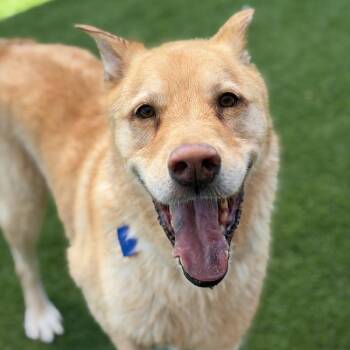 Robin -  Labrador Retriever and Shepherd Dog for Adoption in San Diego, California - Robin | PetCurious
