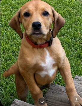 Brandi -  Labrador Retriever and Hound Dog for Adoption in Gloucester Township, New Jersey - Brandi | PetCurious