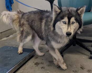 A887518 -  Siberian Husky Dog for Adoption in Camarillo, California - A887518 | PetCurious