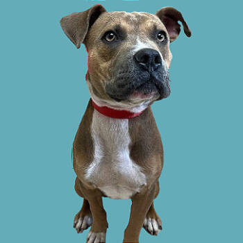 Rescue Pit Bull Terrier and English Bulldog Dogs for Adoption in Tuscaloosa, Alabama - TUSC-Stray-82542 | PetCurious