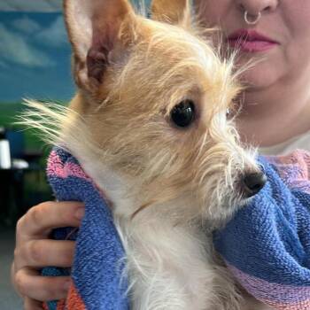 Mixed Breed Dogs Available for Adoption - Victoria | PetCurious