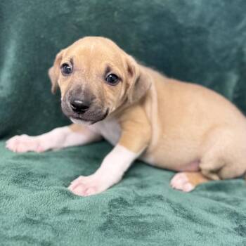 Pit Bull Terrier and Mixed Breed Dogs Available for Adoption in St. Peters, Missouri - Wesley | PetCurious