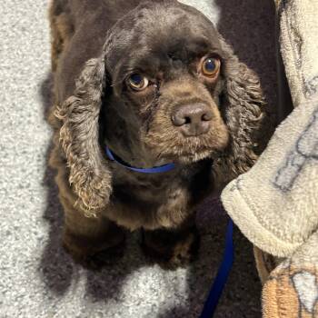 Sarah 19 lbs -  Cocker Spaniel Dog for Adoption in Antwerp, Ohio - Sarah 19 Lbs | PetCurious