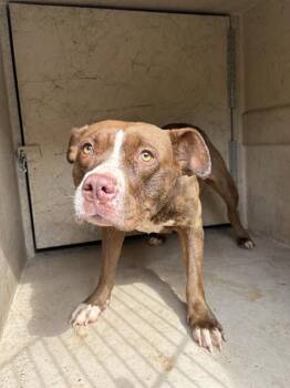 Pit Bull Terrier and Mixed Breed Dogs Available for Adoption in Oklahoma City, Oklahoma - A472766 | PetCurious