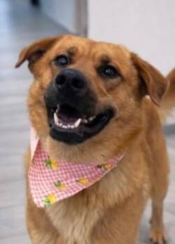 Lumberjack -  Golden Retriever and Mixed Breed Dog for Adoption in Morristown, New Jersey - Lumberjack | PetCurious