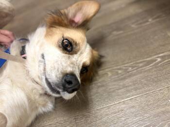 Australian Cattle Dog Blue Heeler and Border Collie Dogs Available for Adoption - Vinyl | PetCurious