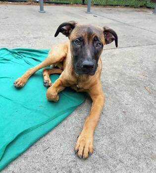 Mixed Breed Dogs Available for Adoption in Nashville, Tennessee - Ebi | PetCurious