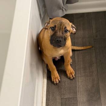Johnny -  Bull Terrier Dog for Adoption in Greensboro, North Carolina - Johnny | PetCurious