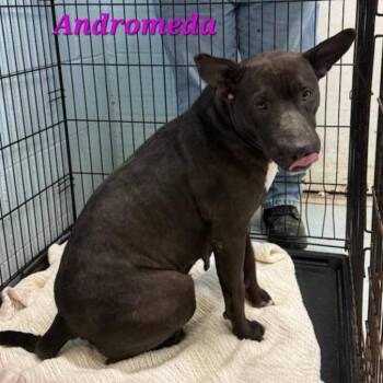 Rescue American Bully Dogs for Adoption in Orangeburg, South Carolina - Andromeda | PetCurious
