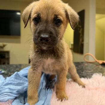 Puppy Blue -  Bullmastiff and German Shepherd Dog Dog for Adoption in Manchester, Pennsylvania - Puppy Blue | PetCurious