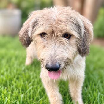 Teddy -  Terrier and Mixed Breed Dog for Adoption in Boerne, Texas - Teddy | PetCurious
