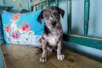 Cash -  Catahoula Leopard Dog and Labrador Retriever Dog for Adoption in San Antonio, Texas - Cash | PetCurious