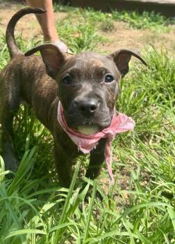 Hadley -  Pit Bull Terrier Dog for Adoption in Greenlawn, New York - Hadley | PetCurious