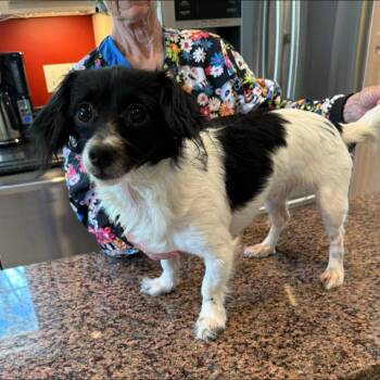 Chihuahua and Dachshund Dogs Available for Adoption - Suzy | PetCurious