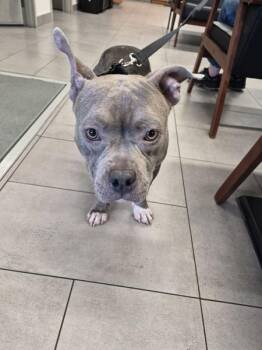 Pit Bull Terrier Dogs Available for Adoption in Lawrenceville, Georgia - Pen 210 Sunny | PetCurious