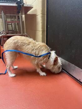 Shih Tzu Dogs Available for Adoption - Jasper | PetCurious