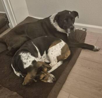 Basset Hound Dogs Available for Adoption - Mack | PetCurious