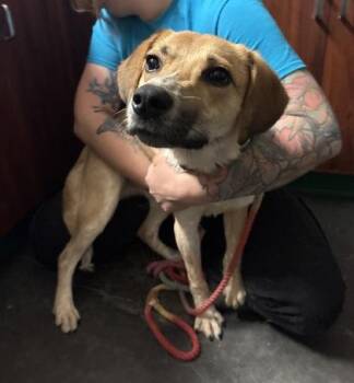 Terrier and Labrador Retriever Dogs Available for Adoption in Springfield, Missouri - Ozzy | PetCurious
