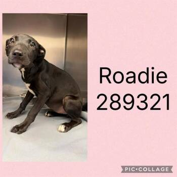 ROADIE -  Mixed Breed Dog for Adoption in Macon, Georgia - ROADIE | PetCurious