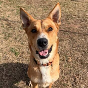 Shepherd Dogs Available for Adoption - Red | PetCurious