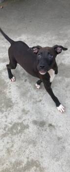 Sparks -  Labrador Retriever Dog for Adoption in Carmel Hamlet, New York - Sparks | PetCurious