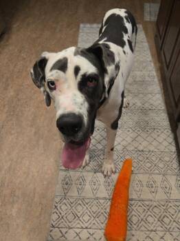 Shadow -  Great Dane Dog for Adoption in Bullard, Texas - Shadow | PetCurious