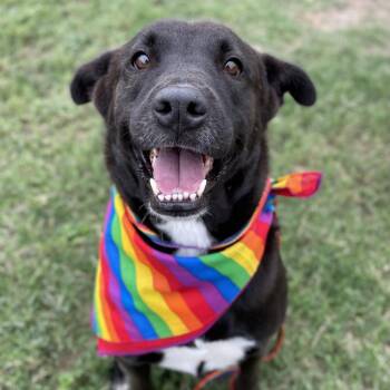 Pudding -  Black Labrador Retriever and Mixed Breed Dog for Adoption in Edinburg, Texas - Pudding | PetCurious