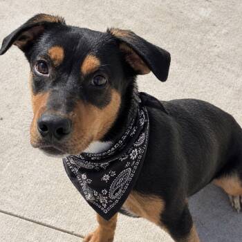 Draco -  Rottweiler Dog for Adoption in Pilot Point, Texas - Draco | PetCurious