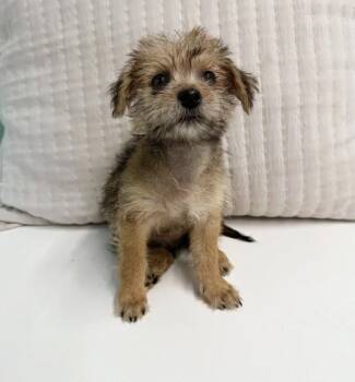 Rescue Mixed Breed Dogs for Adoption in Los Angeles, California - Armstrong | PetCurious