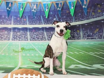 Labrador Retriever and Mixed Breed Dogs Available for Adoption in Omaha, Nebraska - BALENCII | PetCurious