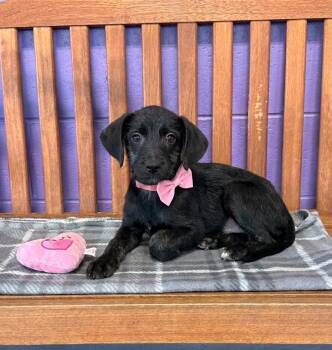 **DELTA** -  Labrador Retriever and Schnauzer Dog for Adoption in North Prairie, Wisconsin - **DELTA** | PetCurious