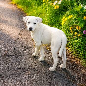 Rose -  Labrador Retriever Dog for Adoption in Plainfield, Connecticut - Rose | PetCurious