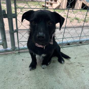 Taco -  Terrier Dog for Adoption in Fairmont, Minnesota - Taco | PetCurious