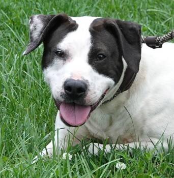 Terrier and Pointer Dogs Available for Adoption in Millfield, Ohio - Lilly | PetCurious