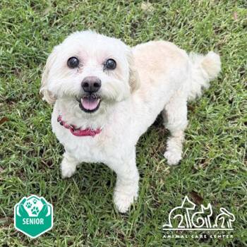 PUMPKIN -  Shih Tzu and Mixed Breed Dog for Adoption in Irvine, California - PUMPKIN | PetCurious