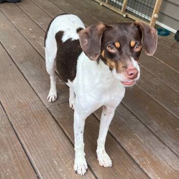 Rescue Rat Terrier and Smooth Fox Terrier Dogs for Adoption in Little Rock, Arkansas - Matilda | PetCurious