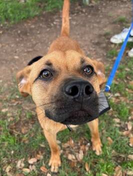 Labrador Retriever Dogs Available for Adoption in Austin, Texas - Boo Boo | PetCurious
