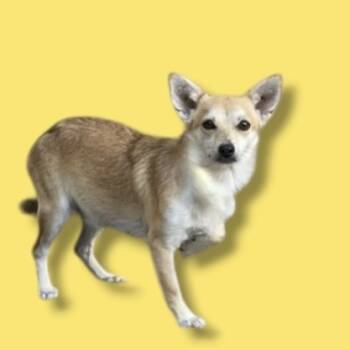 Rescue Chihuahua and Mixed Breed Dogs for Adoption in Scottsdale, Arizona - Gyoza | PetCurious