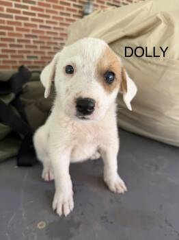 Dolly -  Great Pyrenees Dog for Adoption in Copper Hill, Virginia - Dolly | PetCurious