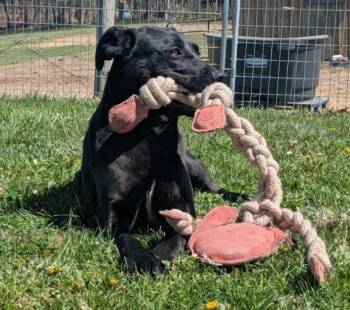 Boxer and English Pointer Dogs Available for Adoption in Westminster, Maryland - Scrappy | PetCurious