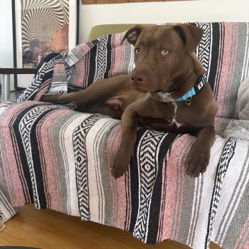 Labrador Retriever and Pit Bull Terrier Dogs Available for Adoption in Surrey, British Columbia - Jasper | PetCurious